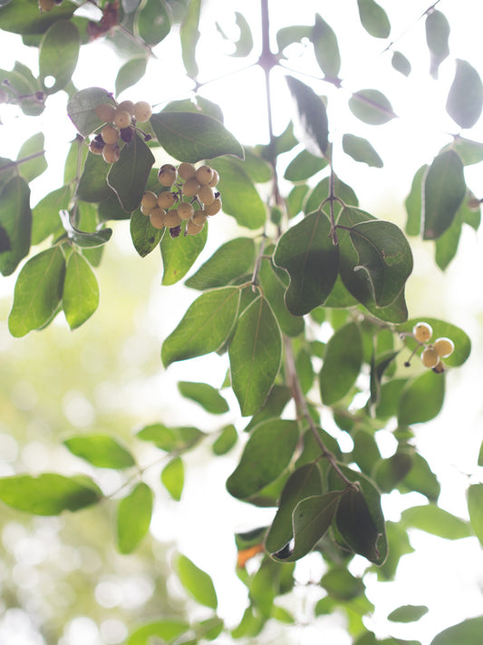 Detox Yoga Mat - Boldo Palo de Ho