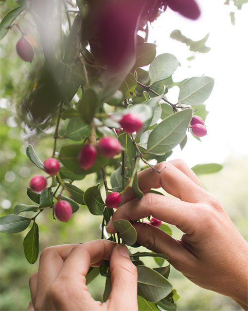 Sobre nuestros perfumes botánicos